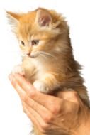 Cat Hand Cute Cat Face Animal