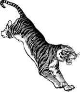 Jumping tiger, black and white drawing