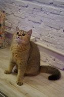 Picture of British Shorthair Cat