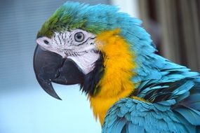 perfect beautiful Colorful Parrot