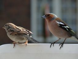 perched sparrow and chaffinch