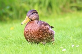brown duck on green grass close up