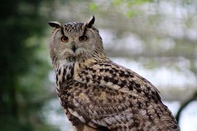 furry long eared owl in the wild close-up on blurred background