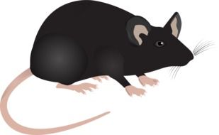 graphic image of a black laboratory mouse