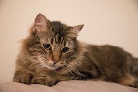 domestic cat lies on a pillow