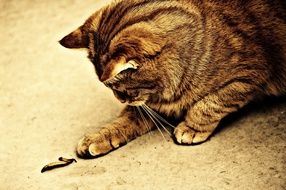 playful Cat, Sepia