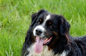 cute Australian Shepherd Dog
