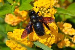 black Bee