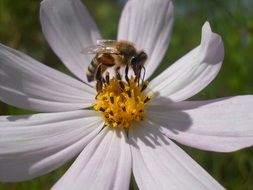 Bee on white Summer Flower