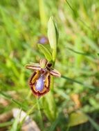 Spiegelragwurz Ophrys