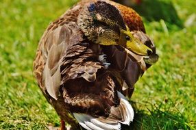Twisted Duck Head wildlife photography