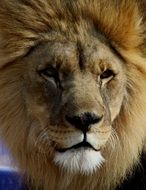 Big Cat Lion