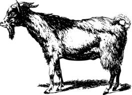 male Goat, side view, vintage illustration
