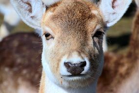 portrait of a young fallow deer