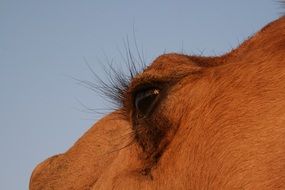 closeup camel eye