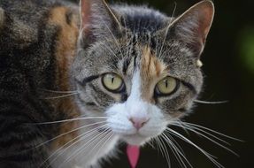 domestic cat with whiskers close-up