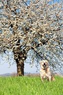 Cute Golden Retriever on the bright green field