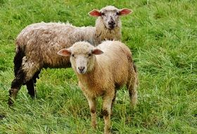 Two sheep on green meadow in nature
