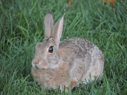 Sitting Bunny on a grass