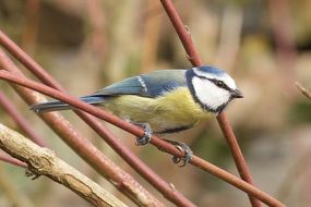 Blue Tit Bird Nature Animal