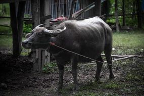 Buffalo Animals In The Countryside portrait