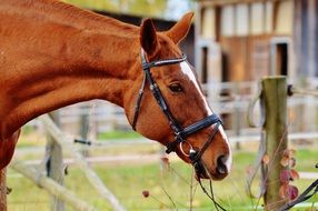 brown horse eating bush leaves