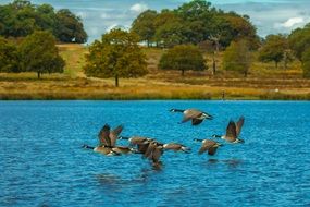 wild geese on a lake in London