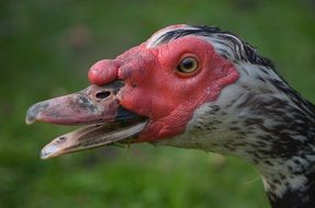 duck with red face