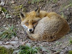 fox lies on the ground in a wildlife park