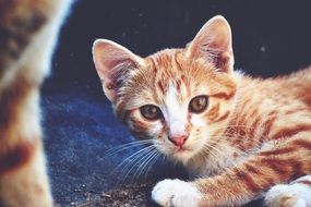 pretty redhead Kitten