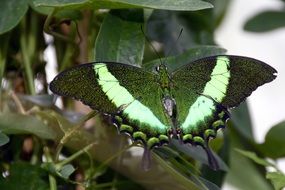 Green wings Butterfly on leaves