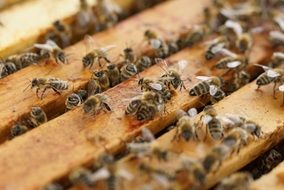 closeup picture of Beehive Bees