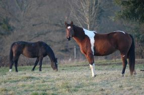 Horses Grazing