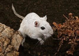 white mouse in wildlife