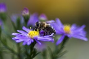 honey bee on purple flower
