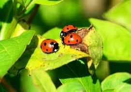 three Ladybugs on leaf close-up on blurred background