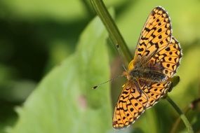 Orange Fritillary butterfly close-up on blurred background