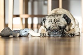 the dog is sleeping on the floor