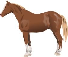 painted brown horse