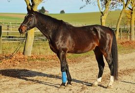 horse in countryside in autumn