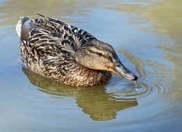 perfect beautiful Duck Mallard