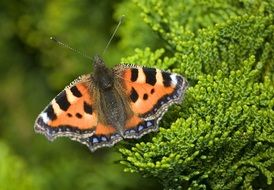 tortoiseshell butterfly