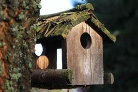 Bird house on a wood