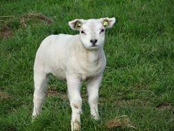 domestic Texel Sheep, white Lamb on green grass