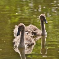 swimming young swans