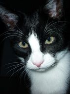 portrait of a black cat with a white muzzle