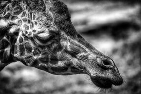 black and white photo of a giraffe's head