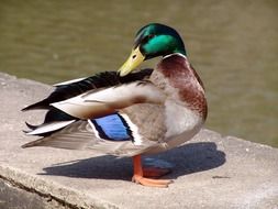 colorful mallard on the waterfront