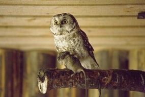 bird of prey stands on a tree trunk