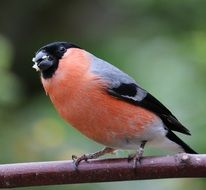 bullfinch on the bench close-up on blurred background